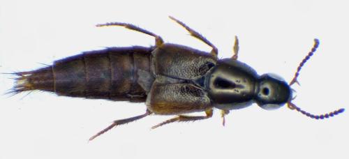 Quedius lucidulus